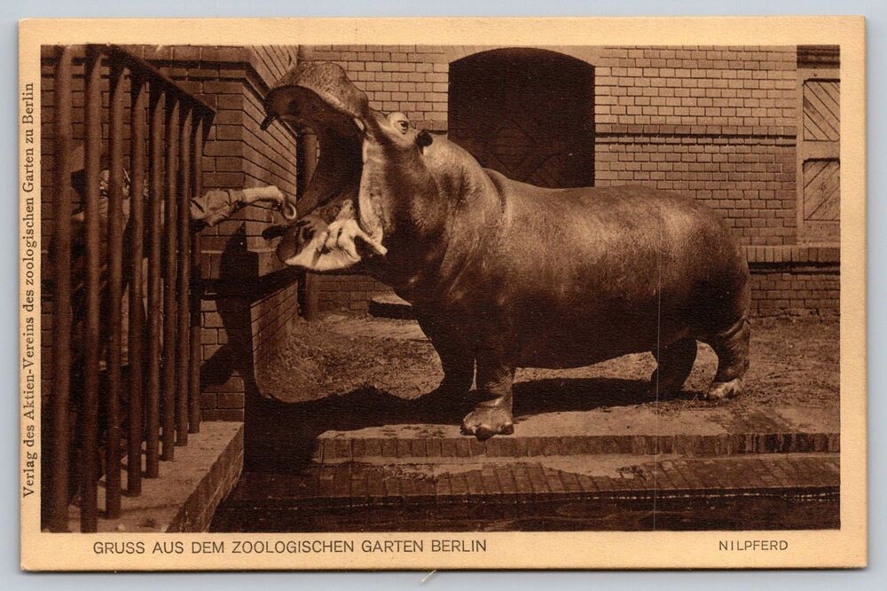 Vtg Berlin Zoo Postcard Hippopotamus Hipper Keeper Feeding Sepia Germany 1910s